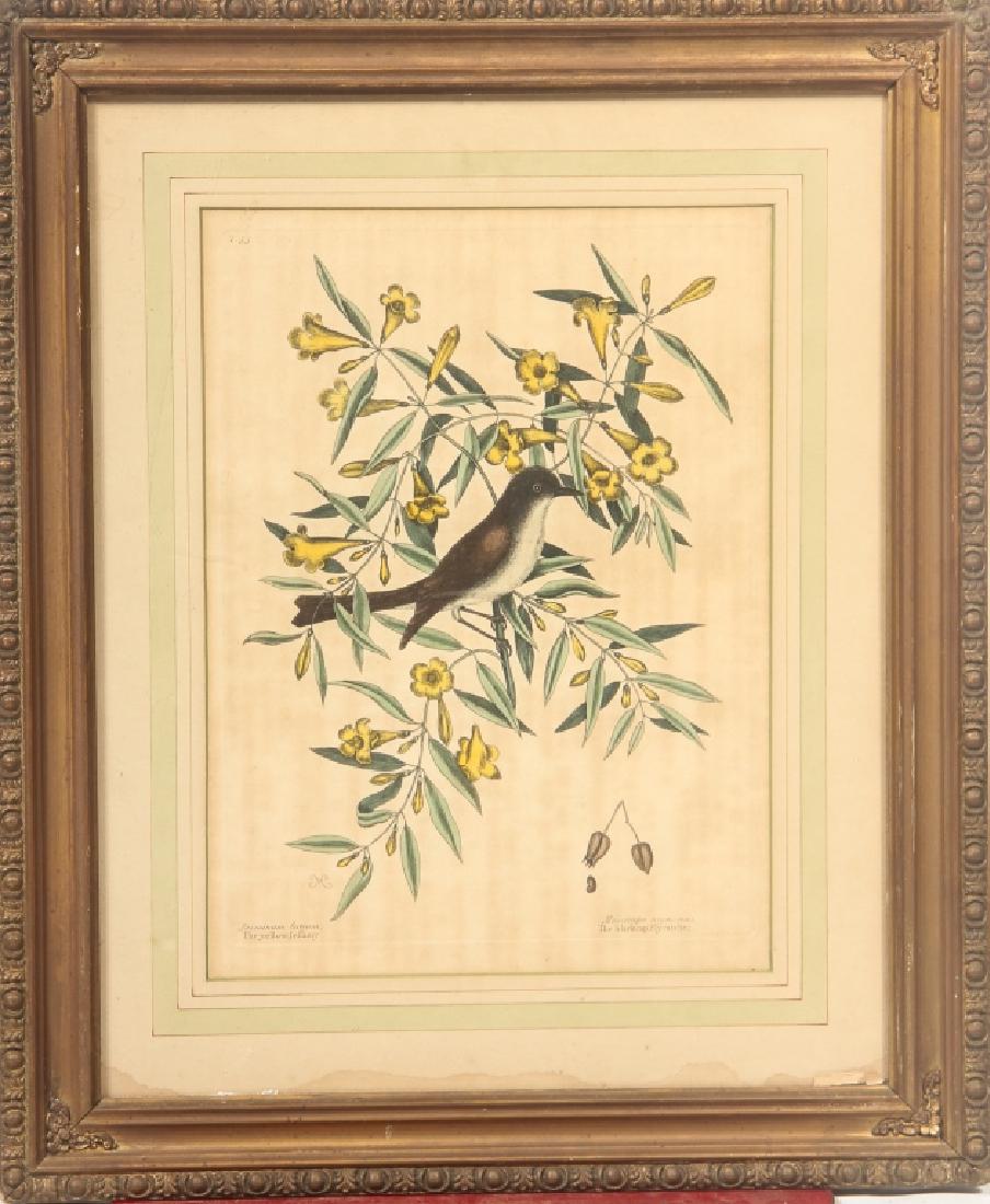 Mark Catesby: (British, 1683-1749) Hand colored copper engraving of Black Capped Flycatcher and The Yellow Jeffery. Numbered at the top right hand side "53". Some darkening to paper consistent with age. The piece i