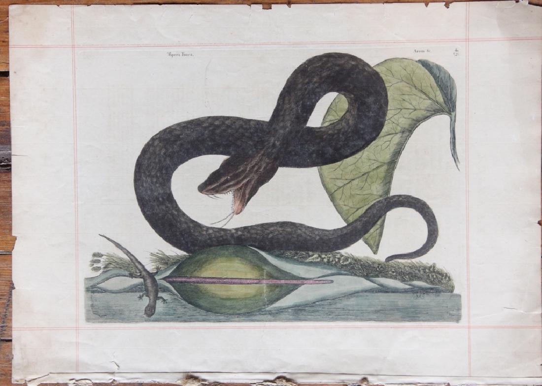 Mark Catesby: (Britain, 1682-1749) Hand colored etching of snake titled "Vioera Fusca", numbered 45 at upper right. Some yellowing to paper consistent with age. A tear at the center middle 3 1/8". Some fraying and