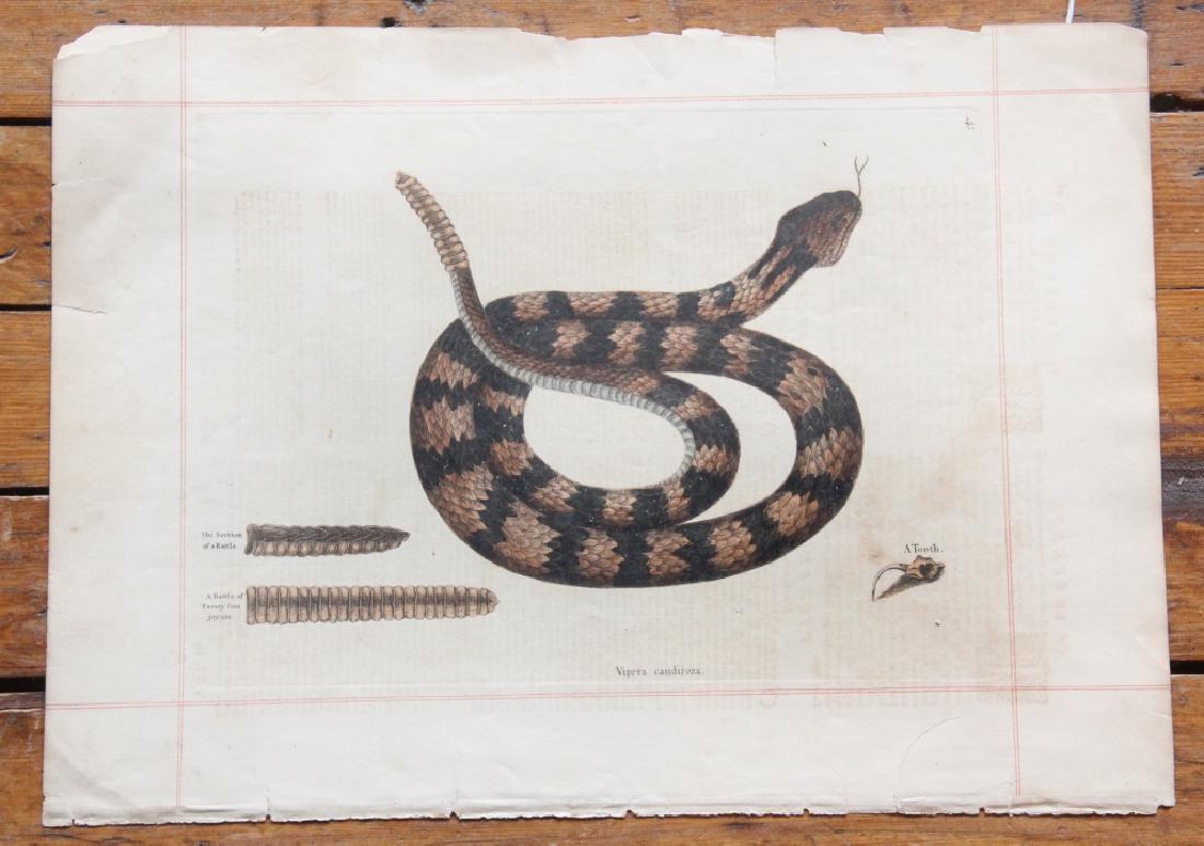 Mark Catesby: (Britain, 1682-1749) Hand Colored etching of snake titled "Vipera caudisona", numbered 41 at upper right. Some yellowing to paper consistent with age. Some tears to the edges largest 2 1/2" not impact