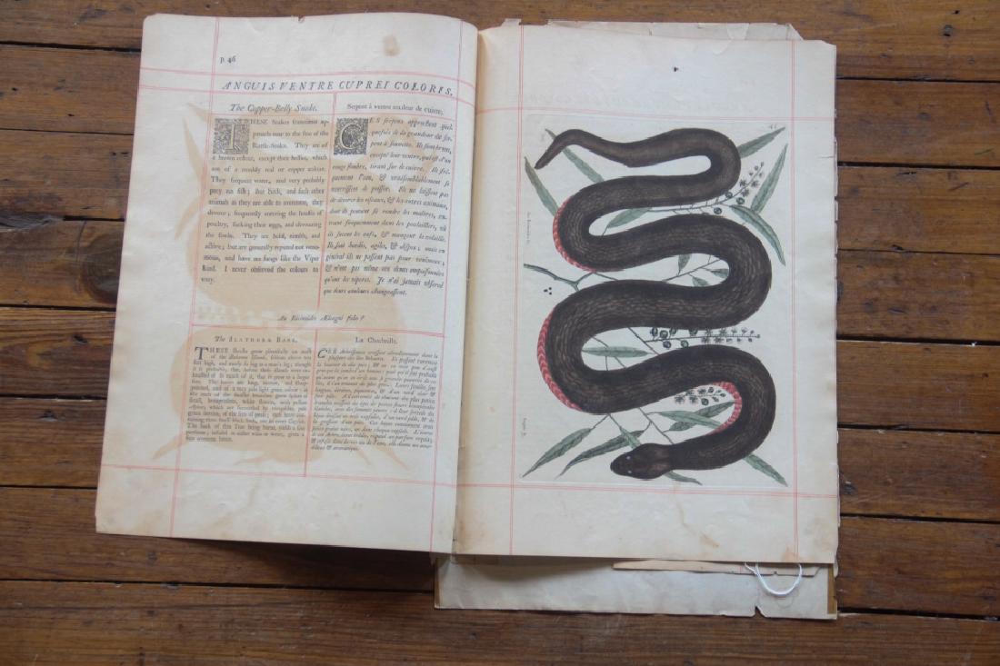 Mark Catesby: (Britain, 1682-1749) Hand colored etching of snake titled "An Recinoides & C", numbered 46 at upper right. Some yellowing to paper consistent with age. Some tears to the edges largest 1" not impacting