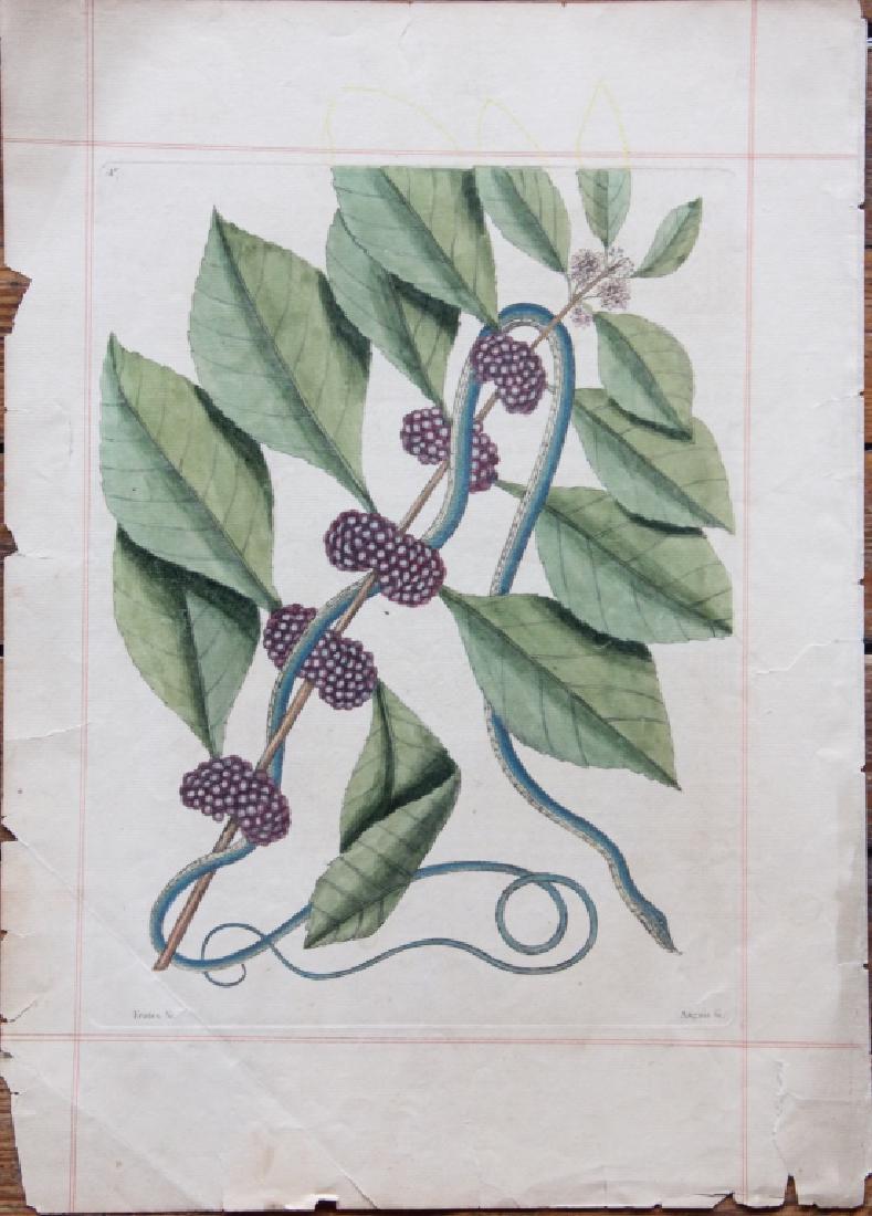 Mark Catesby: (Britain, 1682-1749) Hand colored etching of snake titled Frutex & C.", numbered 47 at upper right. Some yellowing to paper consistent with age. A bend" to one corner of the paper. Some fraying to edg