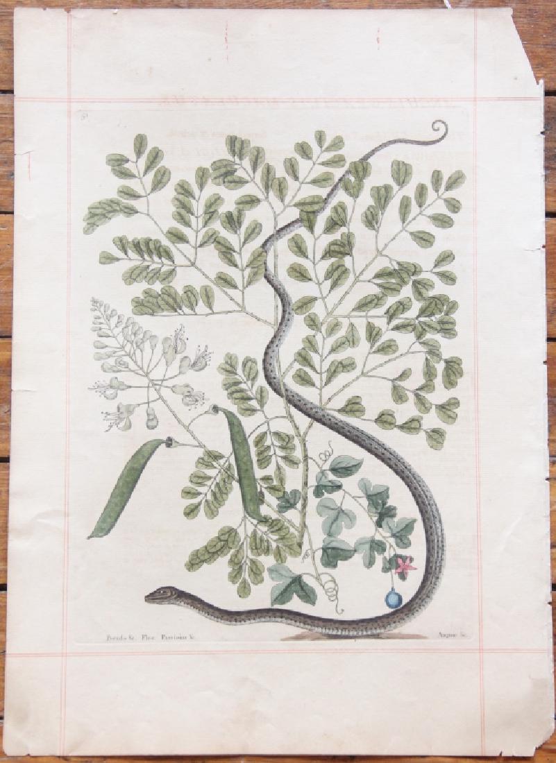 Mark Catesby: (Britain, 1682-1749) Hand colored etching of snake titled "Pseudo & C. Passioins & C", numbered 51 upper left. Some yellowing to paper and a loss at the upper right hand corner. Small ware the the edg
