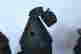 item-77159091=3