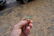 Fine Chinese Gold & Jade Deco Ring - 6
