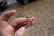 Fine Chinese Gold & Jade Deco Ring - 8
