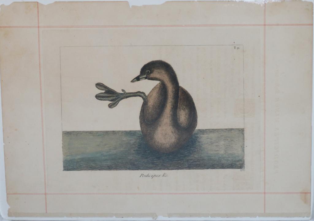 Hand Colored Etching Podicipes Duck, After Cadesby (1 of 3)
