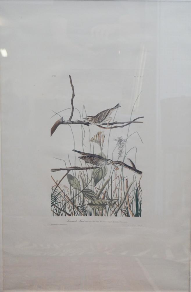 John James Audubon: (America, 1785-1851) Havell edition Savannah Finch plate CIX. Good overall condition very nicely cared for. The piece has some slight foxing but very minimal. H36 1/2" W23 1/2" (without matt and frame