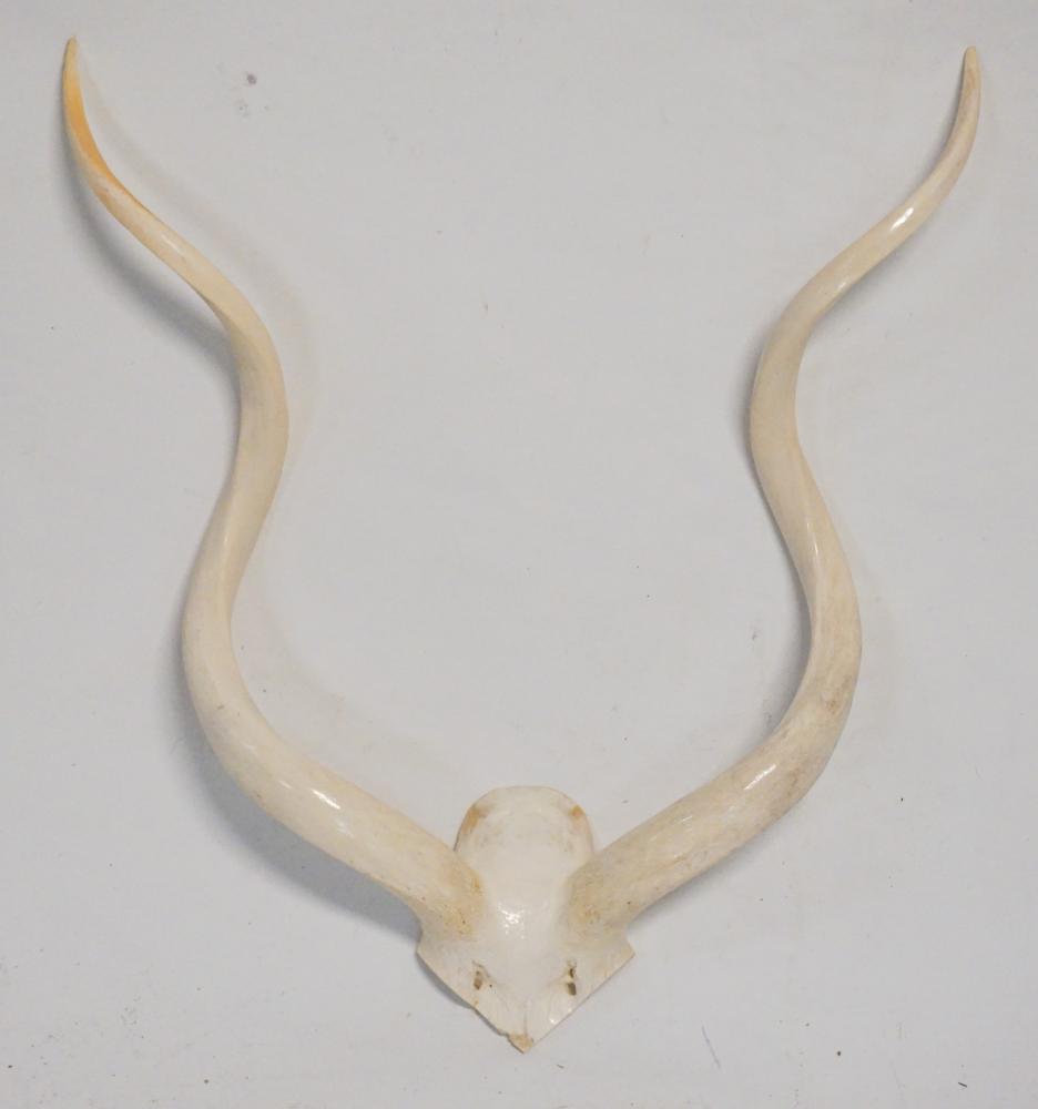 Vintage Polished Kudu Horn Wall Mount (1 of 2)