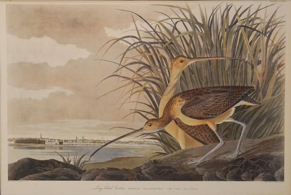 Audubon Plate 231 Amsterdam Ed Long Billed Curlew (1 of 10)