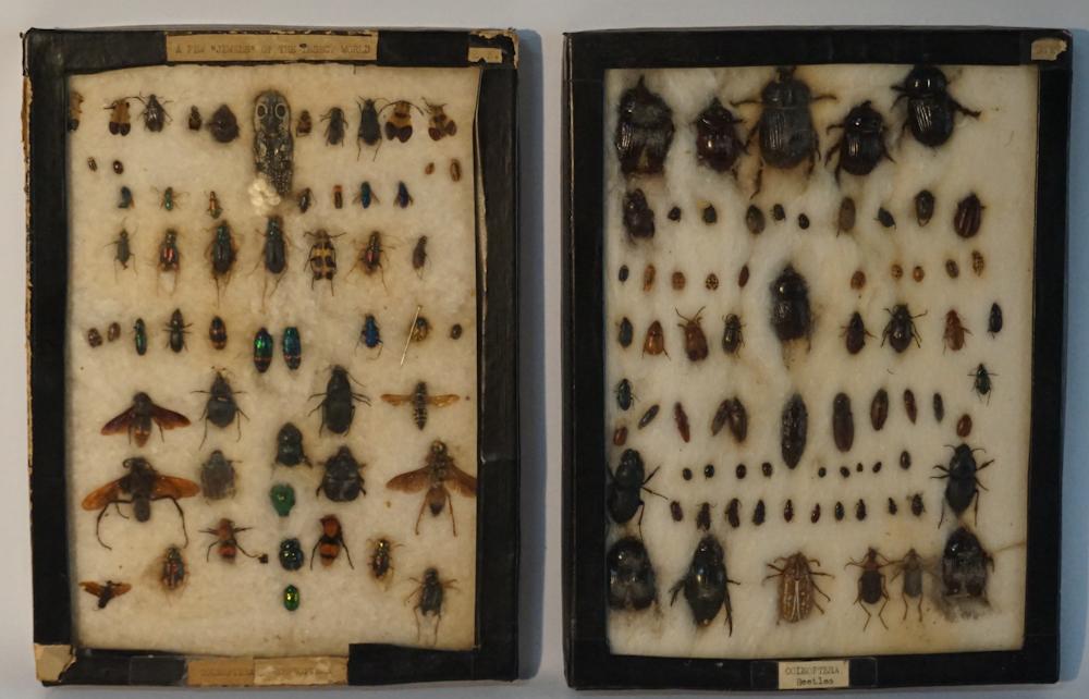 Two Antique Insect Specimen Planes in Case (1 of 1)