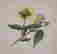 item-121182816=7