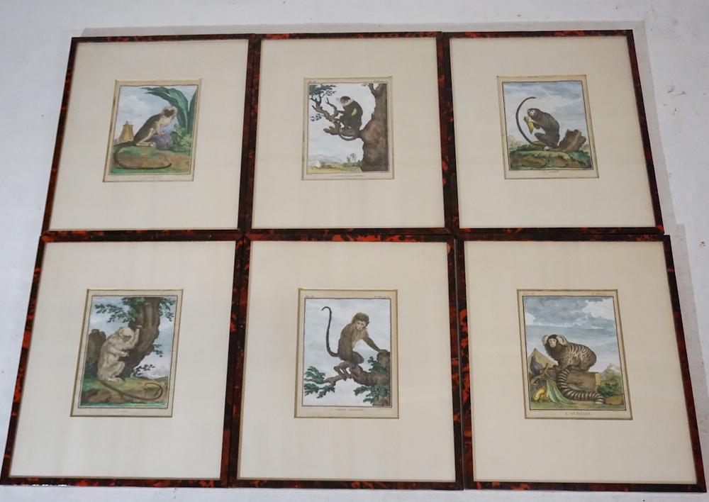 Set Six Engravings by Jean Charles Baquoy: (France, 1721-1777) Collection of six excellent hand colored engravings of monkeys by Baquoy. Each framed very well in matching faux tortoise shell frames to match. Sold from the collection of a Charl