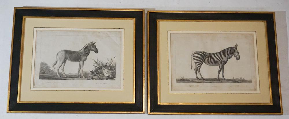 Fine Pair Antique French Zebra Engravings (1 of 4)