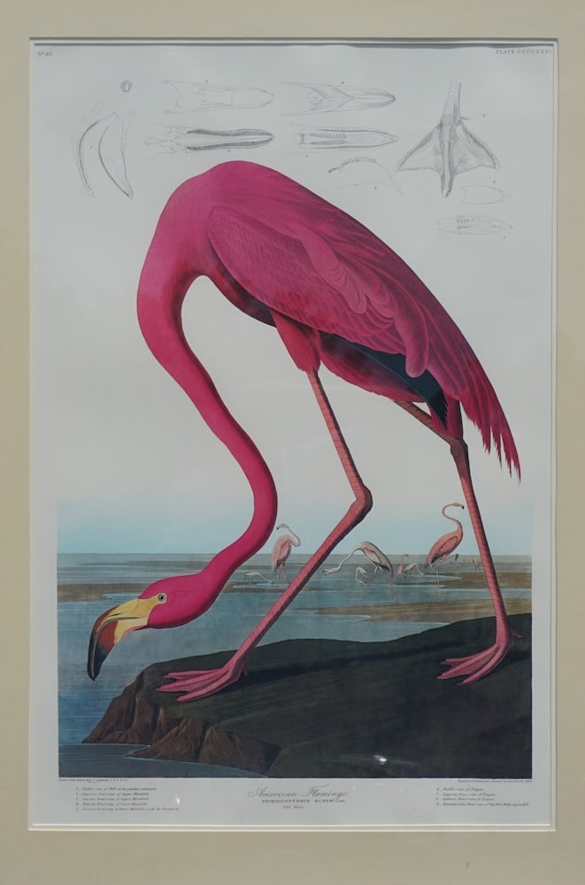 Princeton Edition Audubon Print (1 of 4)