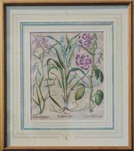 Basilius Besler Botanical Hand Colored Engraving: (Germany, 1561-1629) Hand colored botanical having been nicely framed and matted. The work is not laid down. Sight size: H18 1/4" W15 1/2" (without mat and frame) Sold from the collection of a Kiawah