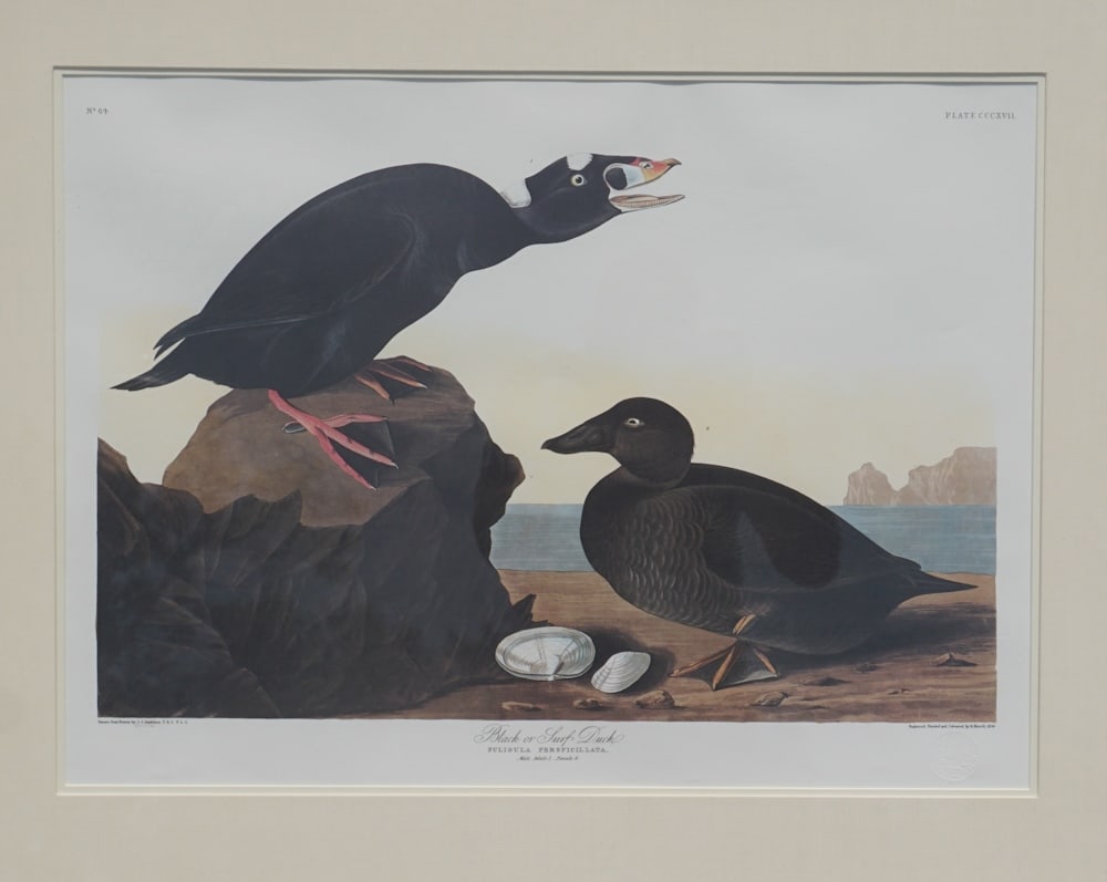 Princeton Edition Audubon Print (1 of 5)