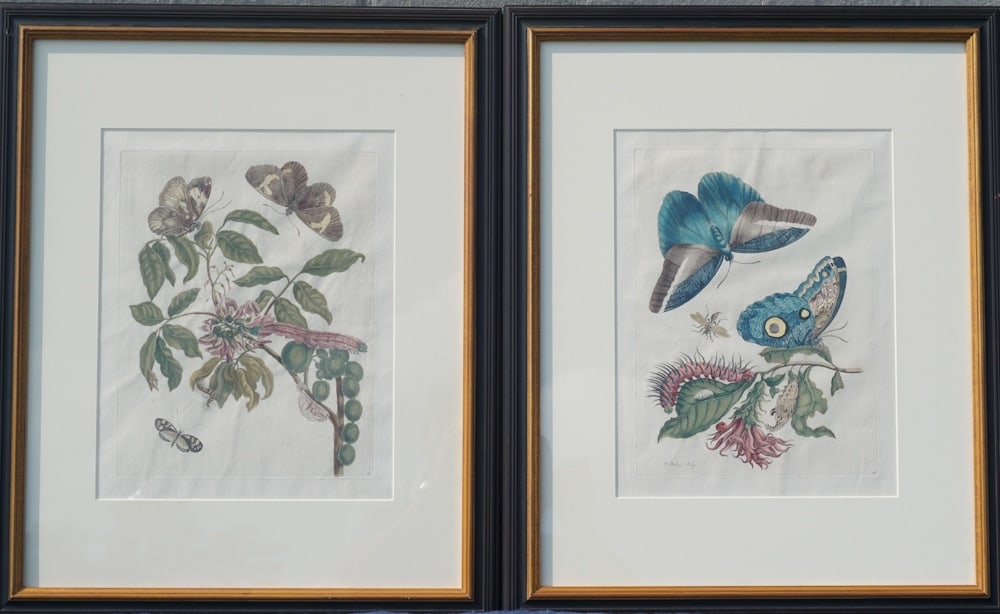 Two Maria Merian Butterfly Hand Colored Etchings (1 of 4)
