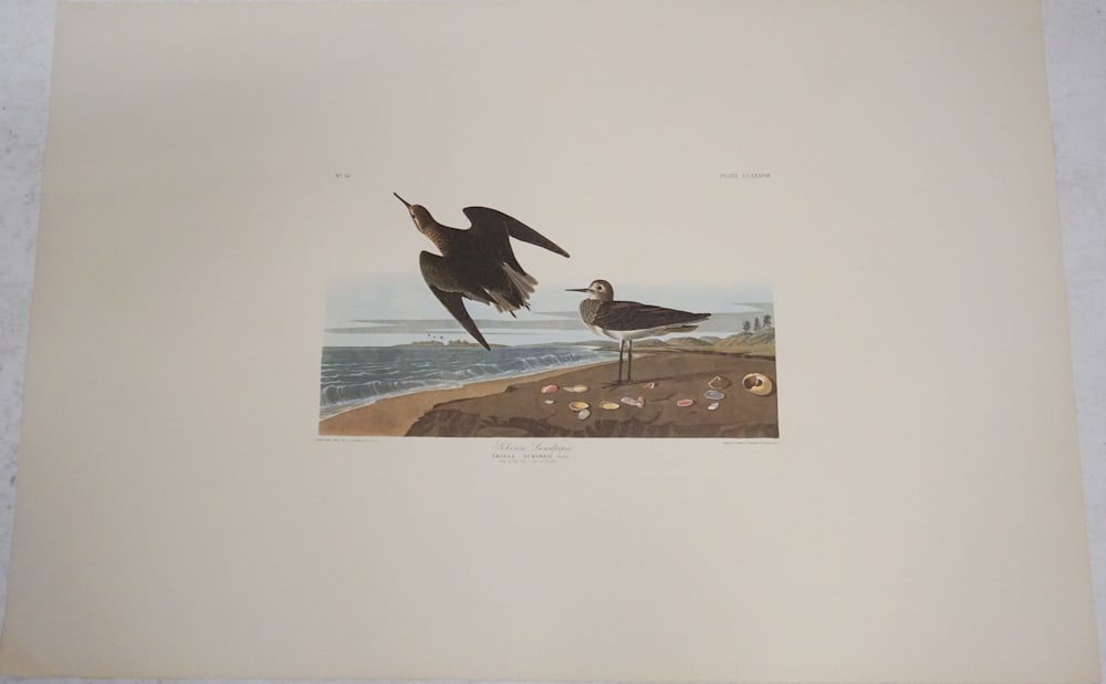 Amsterdam Edition John James Audubon Engraving (1 of 4)