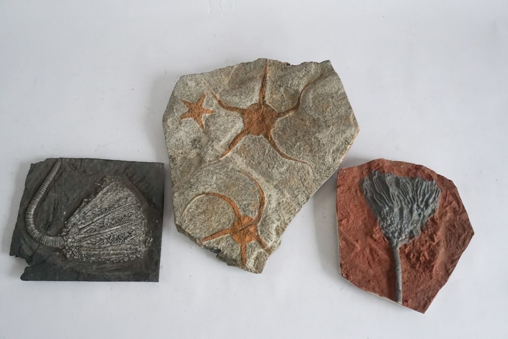 Fossil Brittle Starfish & Ordovician Specimie (1 of 1)