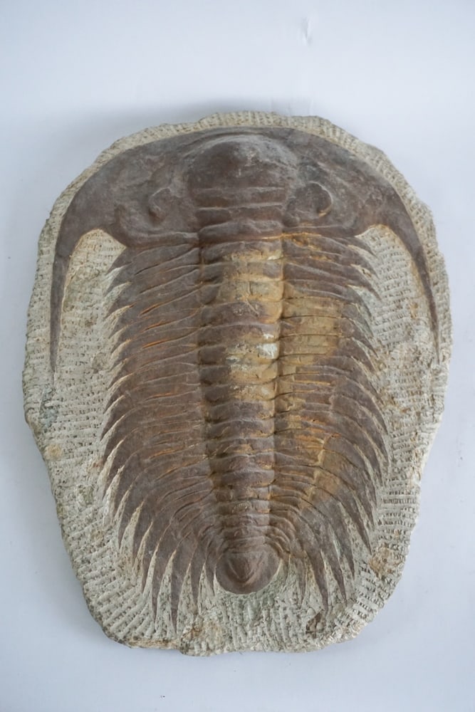 Uncommon Giant Trilobite Fossil in Matrix (1 of 3)