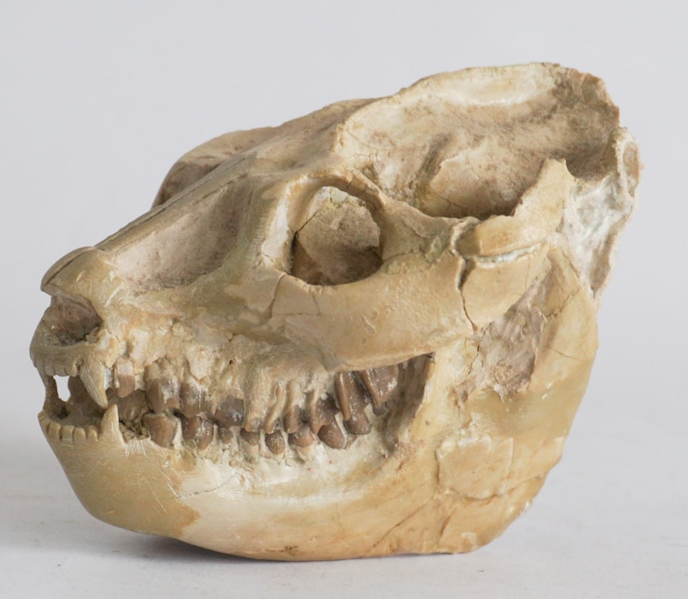 Leptauchenia Fossil Specimen (1 of 4)