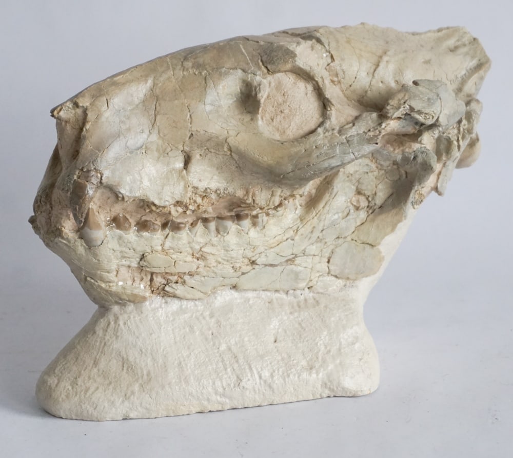 Merycoidodon Oreodont Fossil Specimen (1 of 4)