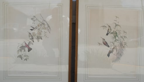 Two John Gould Hummingbird Prints