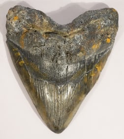 Excellent Megalodon Fossil Specimen