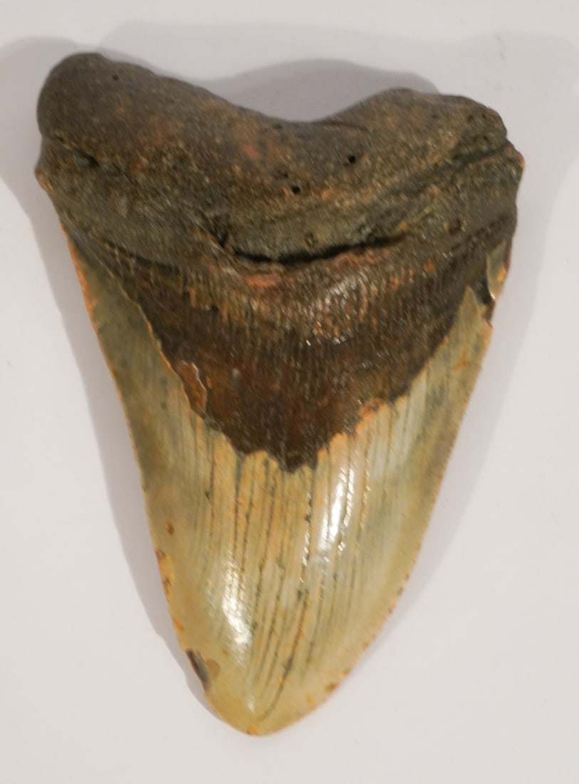 Excellent Megalodon Fossil Specimen (1 of 2)