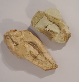 Two Excellent Poebrotherium Fossil Specimens