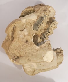 Hyracodon Fossil Skull & Lower Jaw