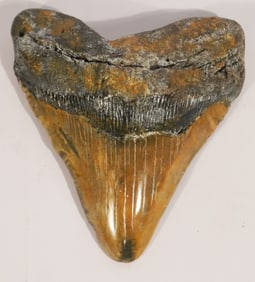 Fine & Large Megalodon Fossil Specimen