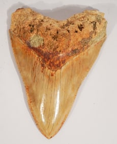 Excellent Megalodon Fossil Specimen