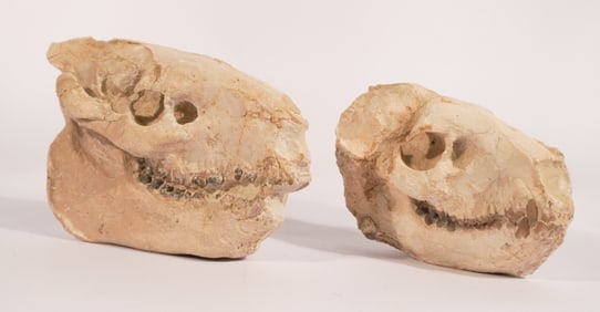 Two Merycoidodon Oreodont Skull Fossil Specimens