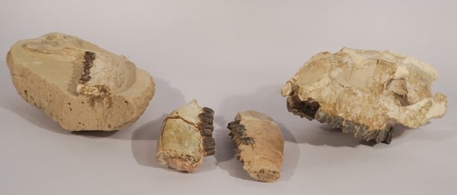 Collection Hyracodon Fossil Specimens