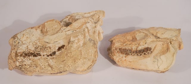 Two Merycoidodon Oreodont Fossil Skull Specimens