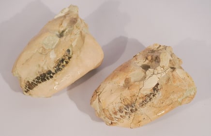Two Merycoidodon Oreodont Fossil Specimens