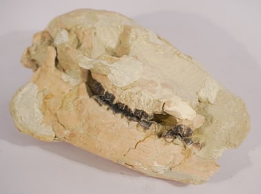 Miohippus Skull & Lower Jaw Bone Fossil Specimen