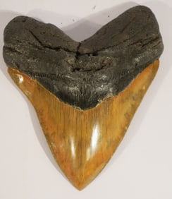 Very Fine Large Megalodon Fossil Specimen