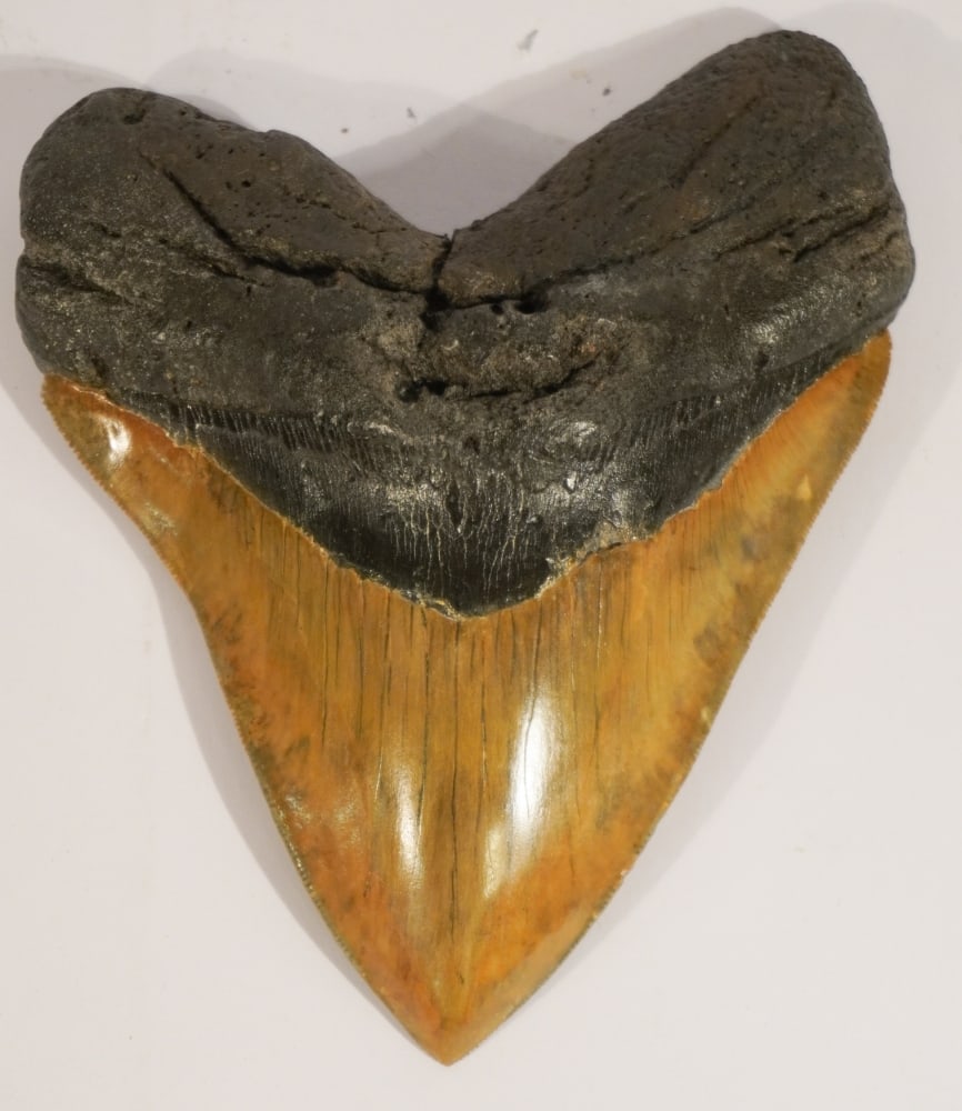 Very Fine Large Megalodon Fossil Specimen (1 of 2)