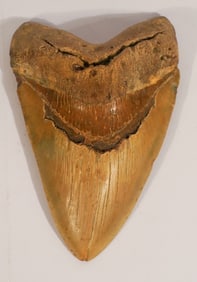 Excellent Megalodon Fossil Specimen