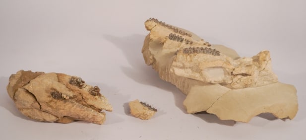 Two Mesohippus Fossil Skull Specimens