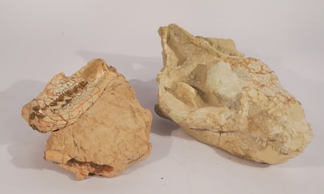 Dapheondon Horridus Skull Fossil Specimen