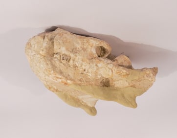 Dapheondon Horridus Fossil Skull Specimen