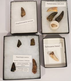 Collection Various Fossil Dinosaur Tooth Specimens