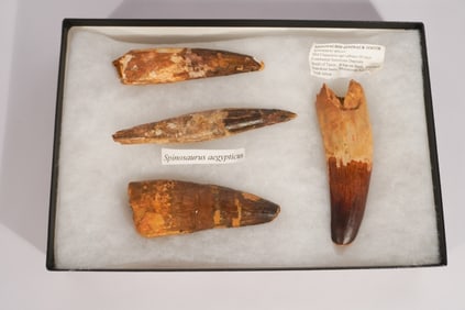 Collection Fossil Spinosaurus Teeth