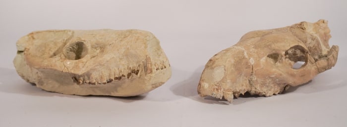 Two Agri Ocherous Oreodont Fossil Skull Specimen