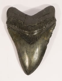 Excellent Megalodon Fossil Specimen