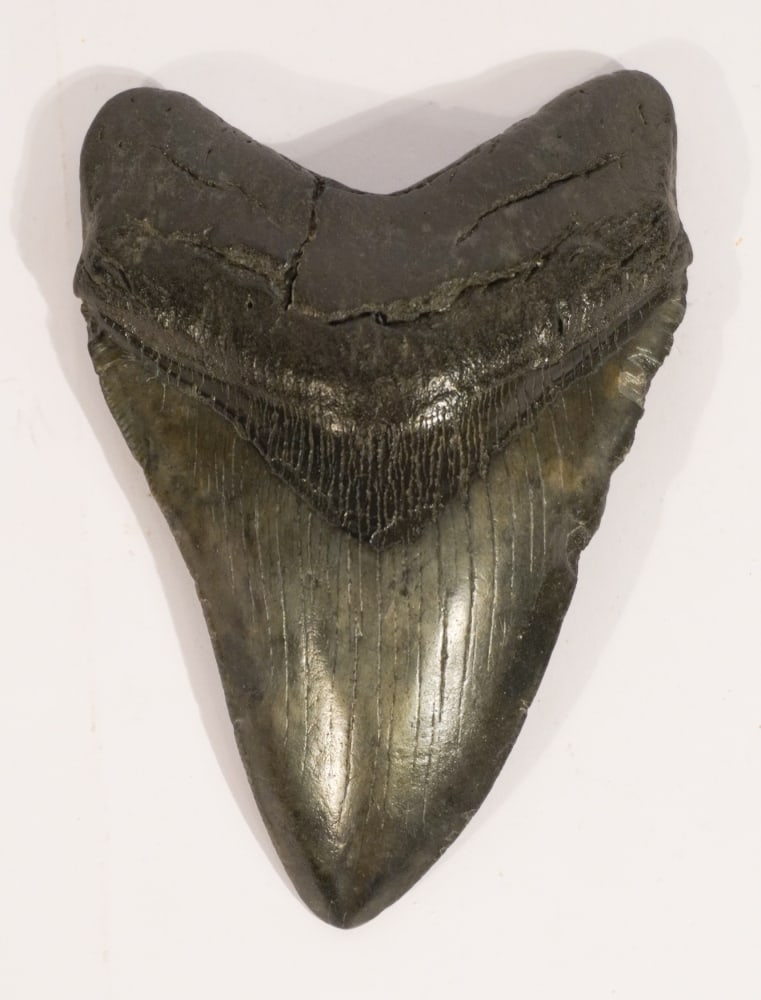 Excellent Megalodon Fossil Specimen (1 of 2)
