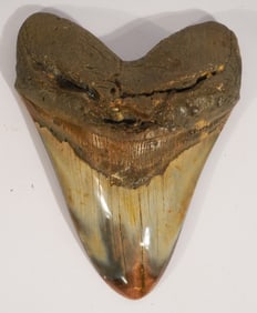 Excellent Megalodon Fossil Specimen